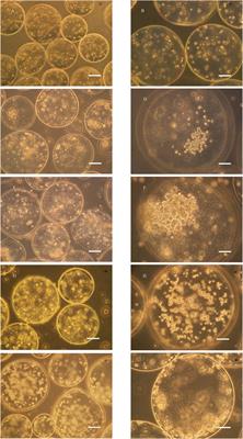 3D cell culture based on artificial cells and hydrogel under microgravity for bottom-up microtissue constructs